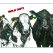 quotcow-blingquot