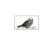 quotsweet-sparrowquot